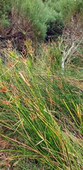Cyperus vaginatus