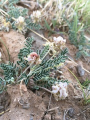 Astragalus pictiformis