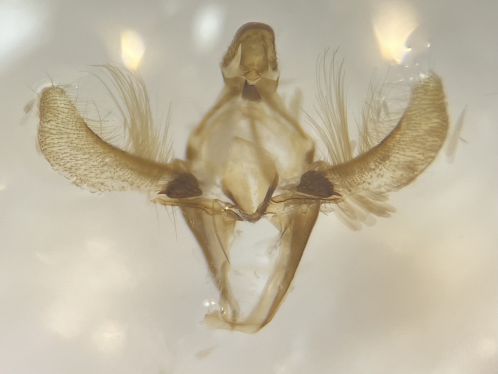 Meroptera abditiva