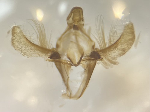 Meroptera abditiva