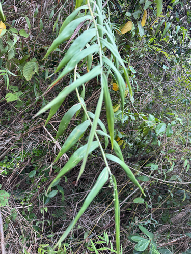 Lasiacis maculata observed 2026-06-29