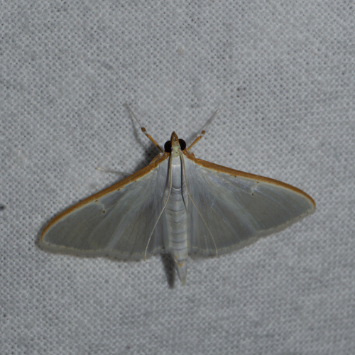 Jasmine Moth