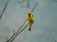 Icterus mesomelas