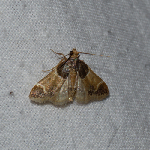 Meal moth