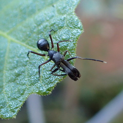 Myrmarachne macaulayi