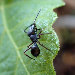 Myrmarachne macaulayi