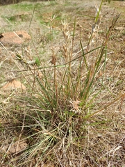 Cymbopogon obtectus