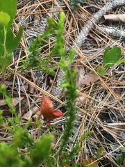 Hypericum tenuifolium