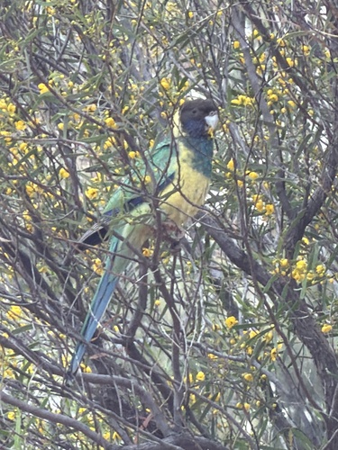 Australian Ringneck
