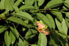 Zhangixalus aurantiventris
