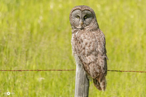 Great Gray Owl