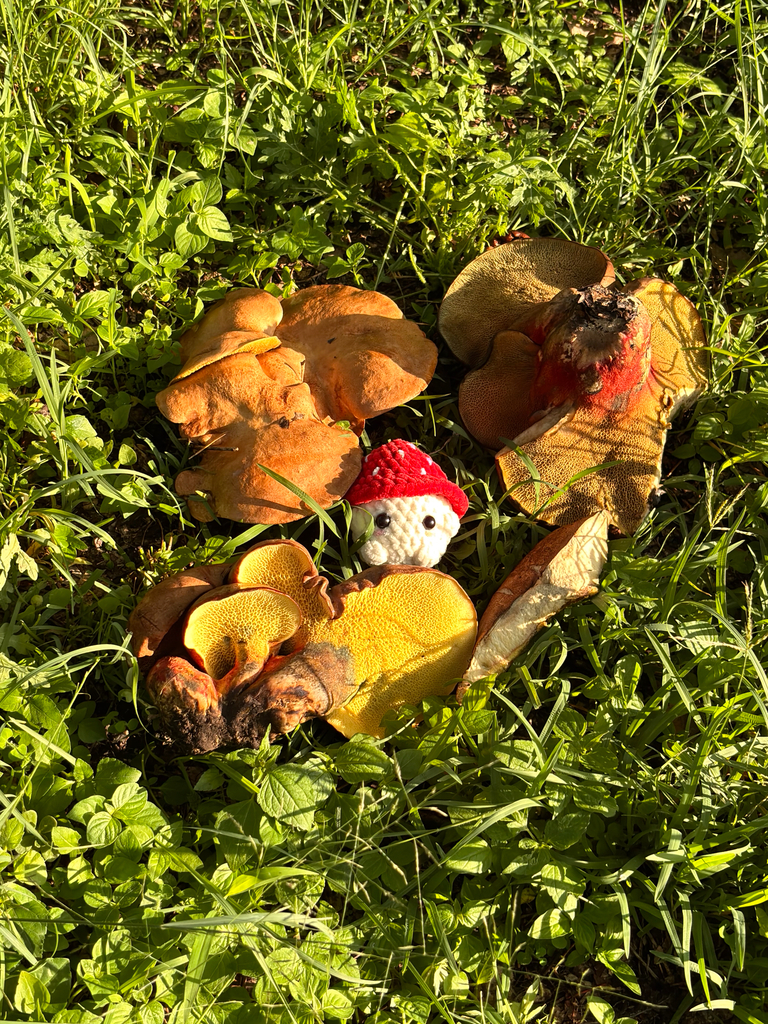 ash-tree bolete · July 2026 · photo: Photo: (c) Ricardo Betancourt Sánchez, some rights reserved (CC BY) · iNaturalist