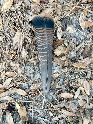 Wild Turkey