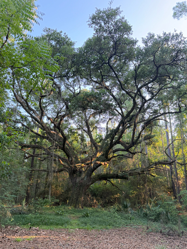 southern live oak