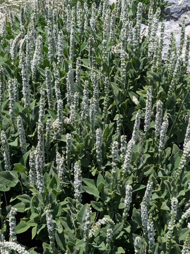 Salvia dorystaechas, photograph 2