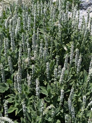 Salvia dorystaechas, photograph (c) Michael, Antoni and Nihat Hinczewski, some rights reserved (CC BY)