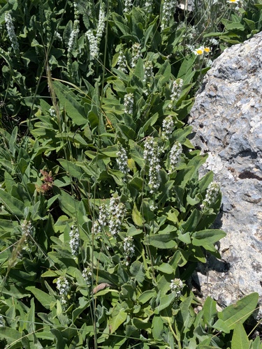 Salvia dorystaechas