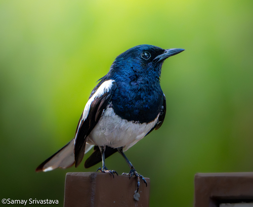 Oriental Magpie-Robin, Pashan, Pune, Maharashtra, India, photo 10 of 10