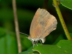 Arhopala japonica