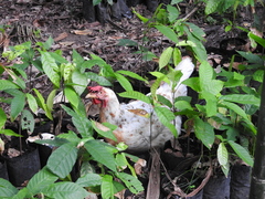 Gallus gallus domesticus