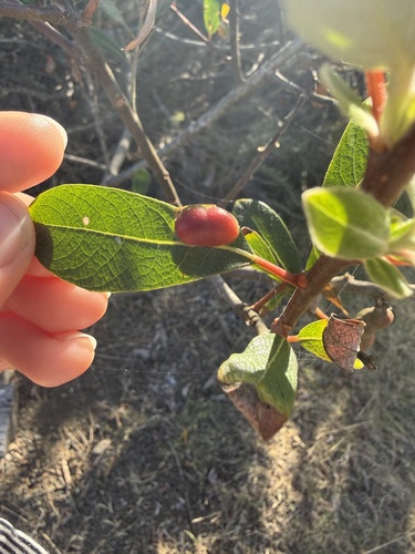 iNaturalist observation photo of Willow Apple Gall Sawfly