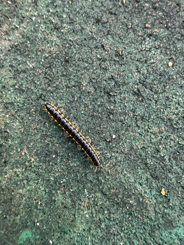 Long-flange Millipede