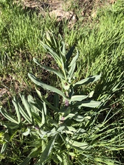 Tragopogon porrifolius
