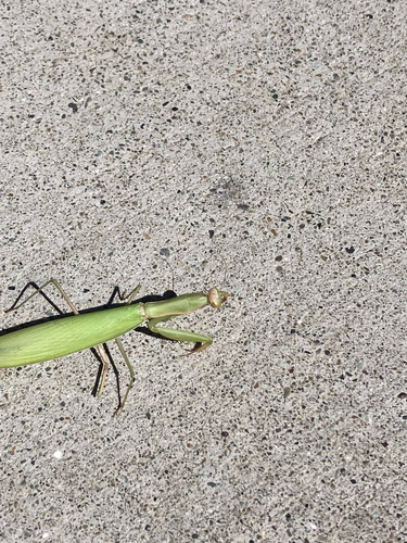 Image of Mantis religiosa by (c) August, some rights reserved (CC BY)