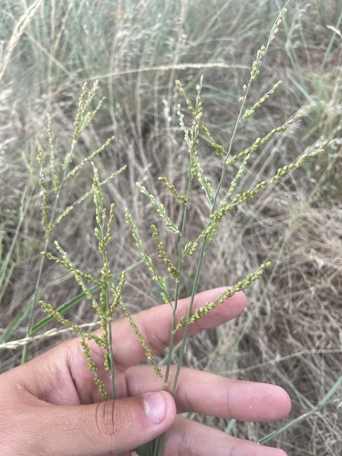 Browntop Signalgrass