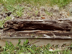 Thamnophis brachystoma