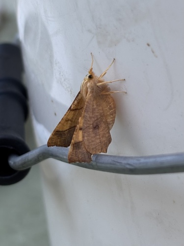 Dusky Thorn