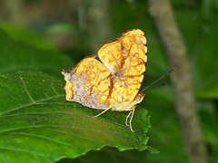 Symbrenthia lilaea formosanus