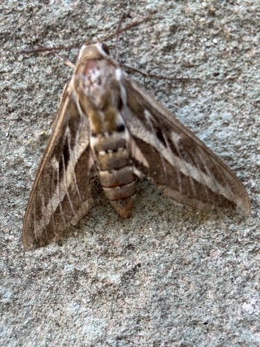 Striped Hawkmoth