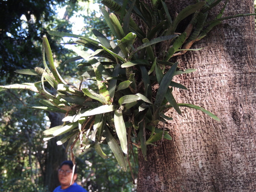 Neoregelia ampullacea, photograph 1