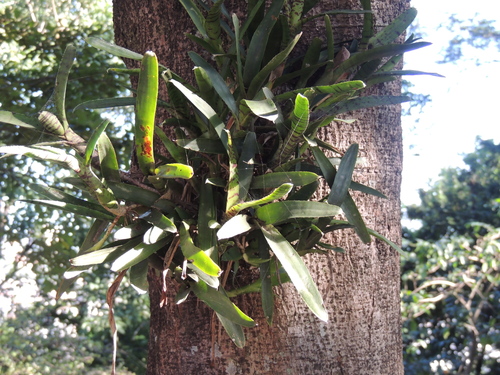 Neoregelia ampullacea