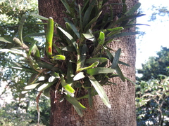 Neoregelia ampullacea