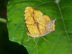 Symbrenthia lilaea formosanus