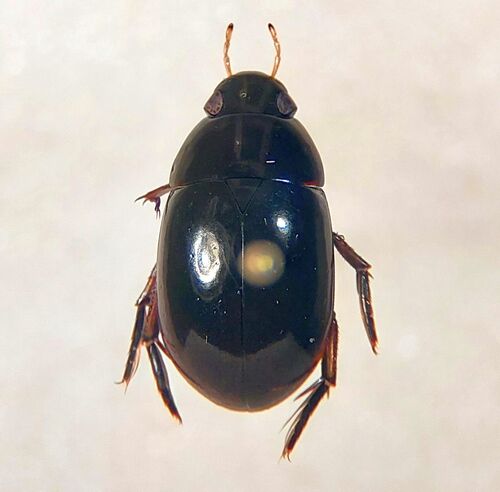 Tropisternus affinis