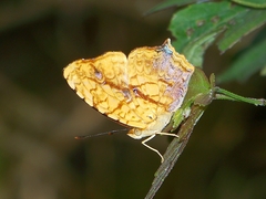 Symbrenthia lilaea formosanus