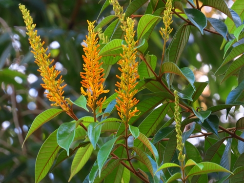 Vochysia ferruginea (Vochysia ferruginea)