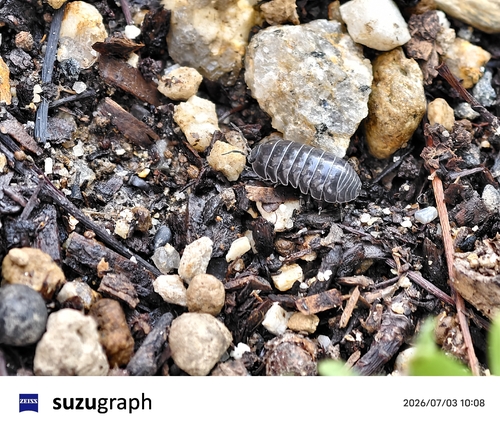 Common Pill Woodlouse