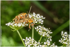 Chauliognathus scriptus