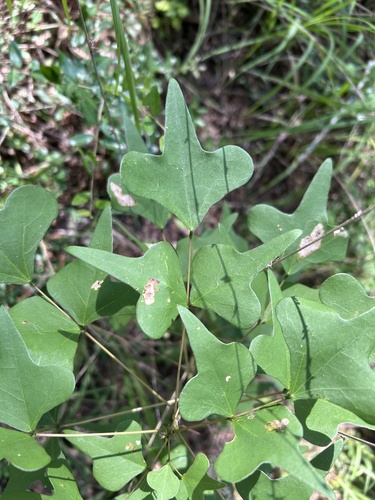 Eastern Coral Bean