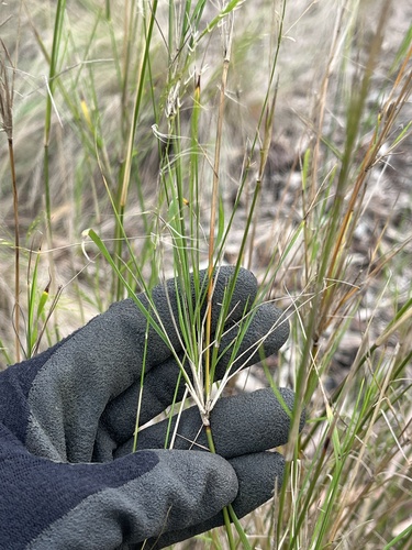 Austrostipa verticillata, 2026-07-03