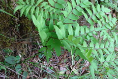 Osmunda japonica
