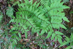 Osmunda japonica