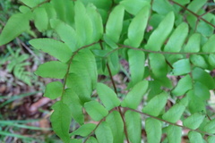 Osmunda japonica