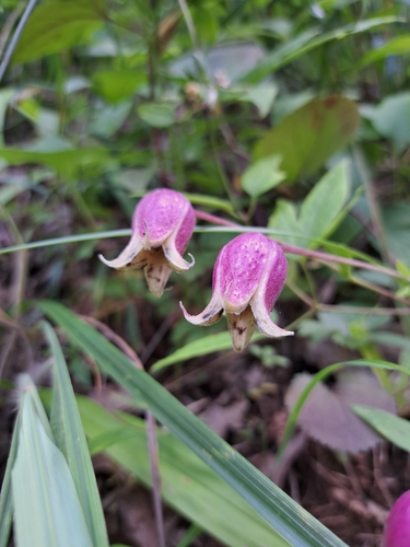 Clematis viorna, photograph 5
