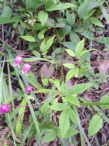 Clematis viorna, photograph 6