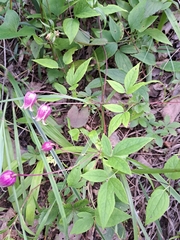 Clematis viorna, photograph (c) Bob Schwartz, some rights reserved (CC BY)